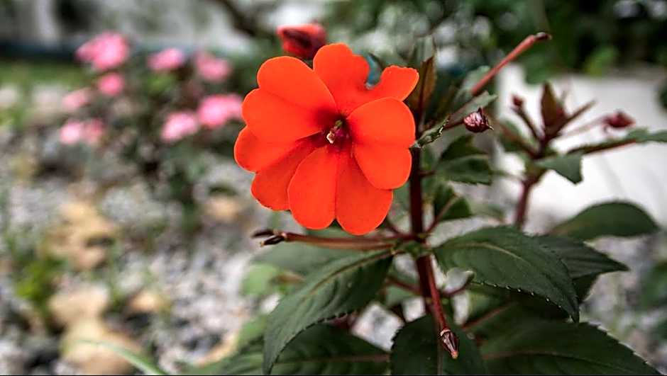 Pousada & Food 3 Abelhas