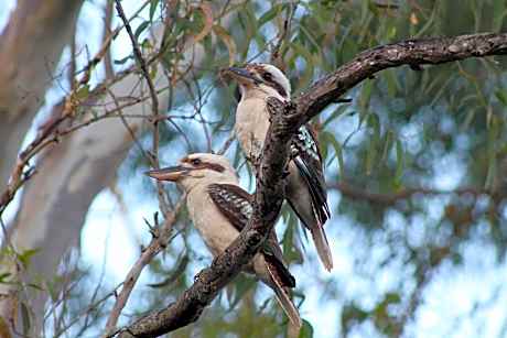 Kookaburra Apartment - Adults Only