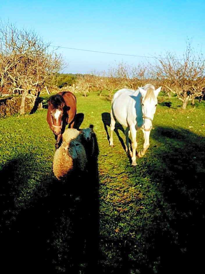 Albergue Casa do Sardão