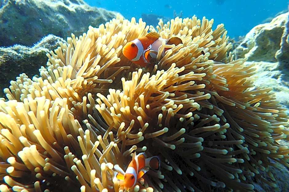 Mirabelle Joglo Village