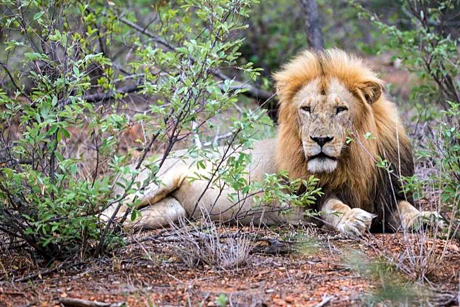 Klaserie Drift Misava