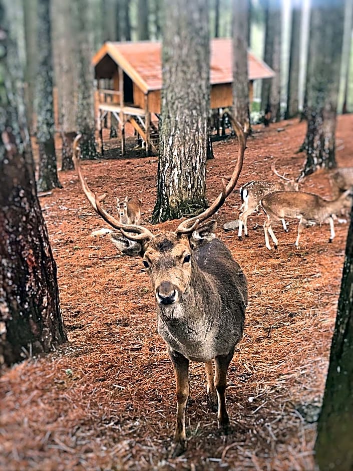 Perla della Sila B&B