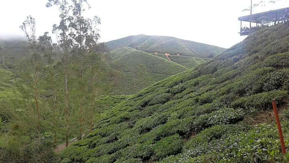 Sweet Potato Apartment