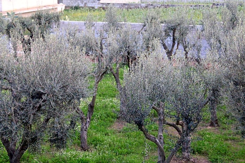Piccolo Ulivo B&B Salento