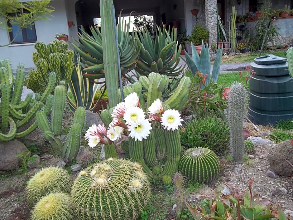 Il Vecchioliveto di Ornella