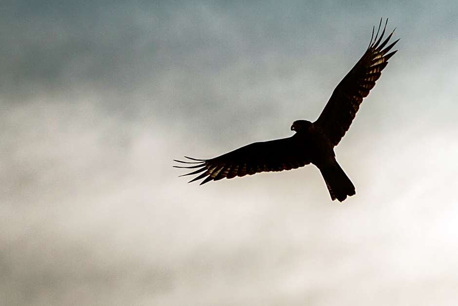 Raizando Ecologia Humana