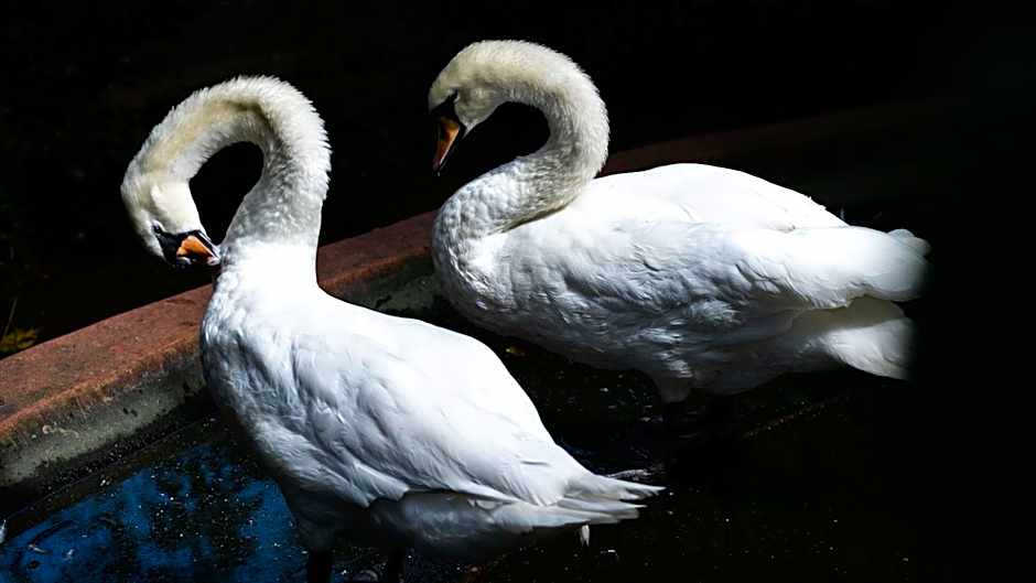 Gooderson DumaZulu Lodge