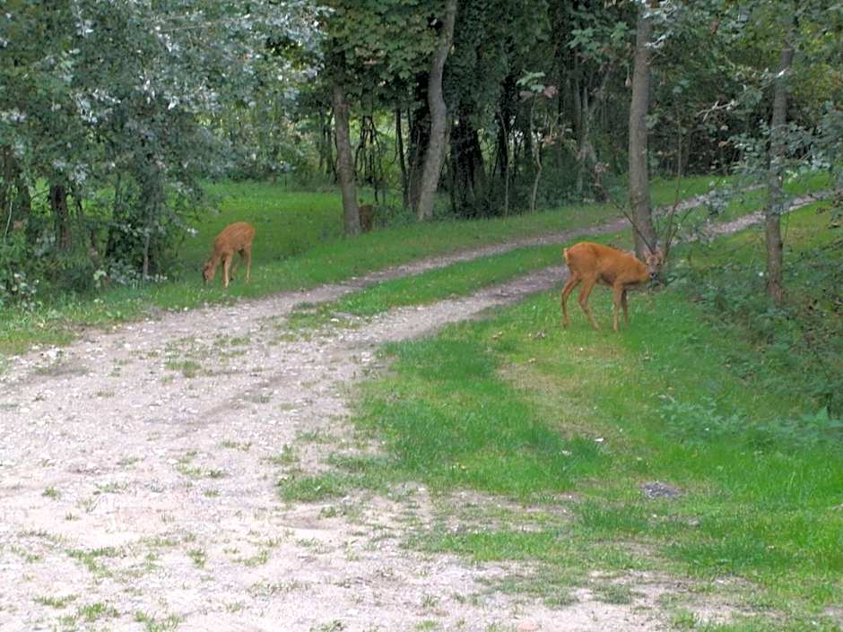 La Caronnière