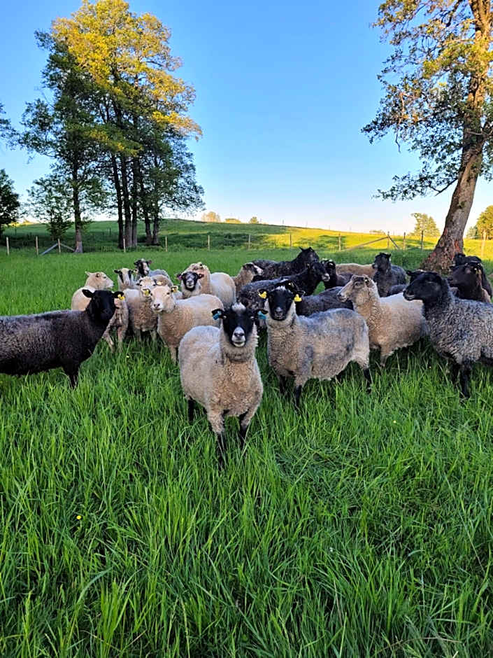 Bokskogens Guesthouse