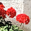 B&B Borgo San Martino