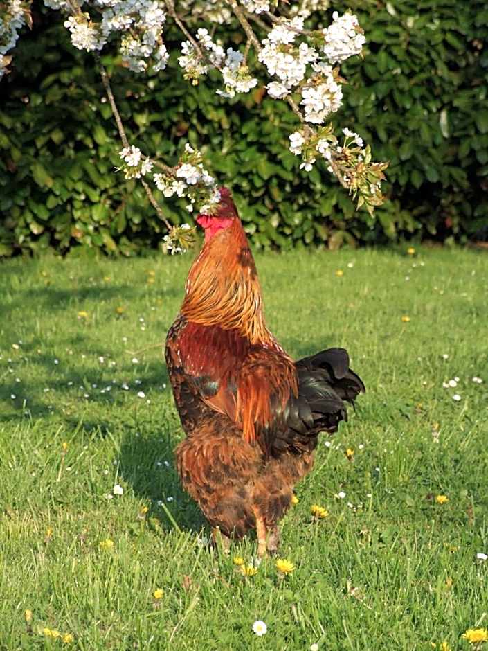 B B Au Pain Quotidien