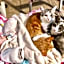 Misato Kinenkan, A Guest House Full Of Cats