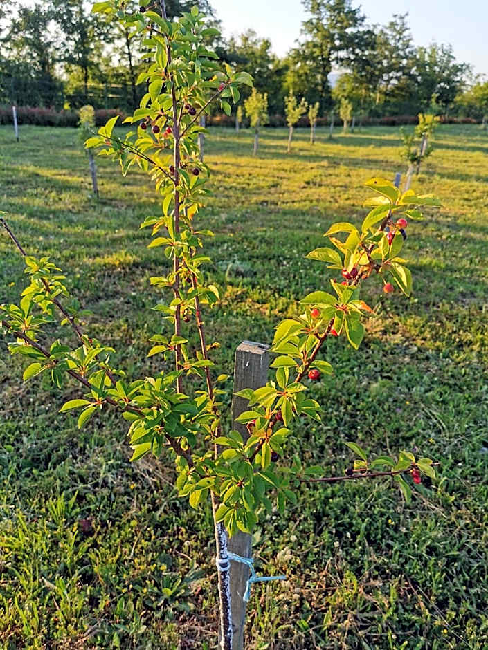 SOKOL - Secret forest house