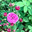 Pivoines