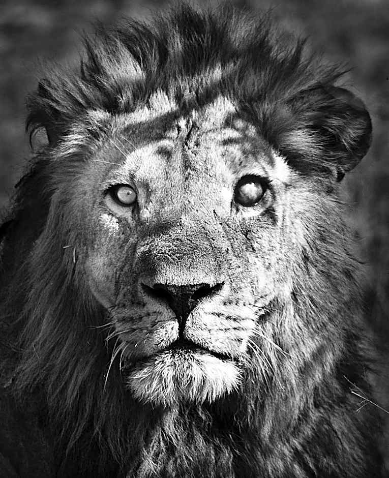 Lion Sands Ivory Lodge