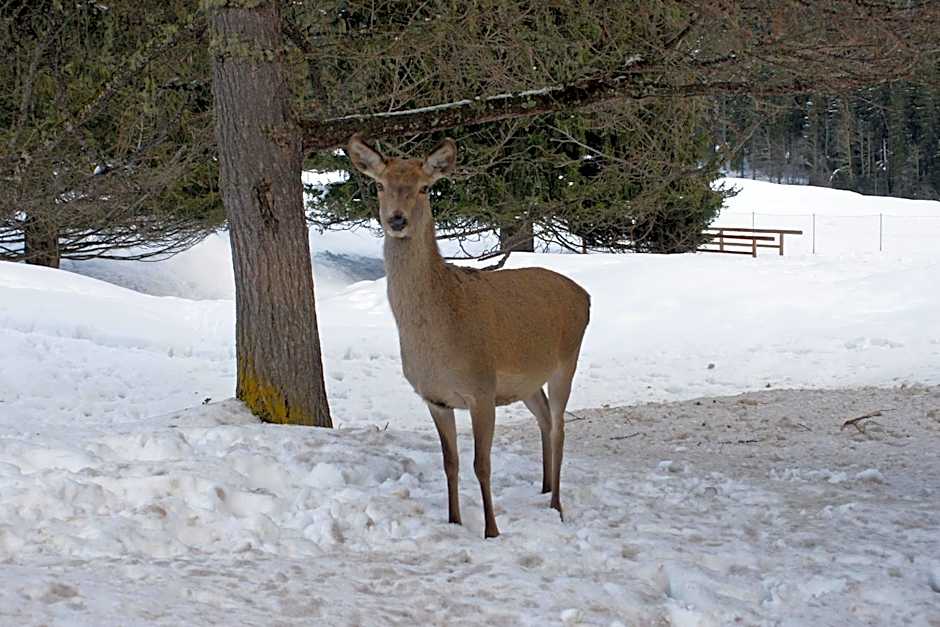 Sporting Clubresidence