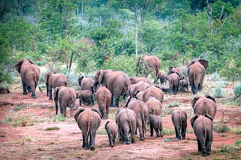 Safari Moon Luxury Bush Lodge