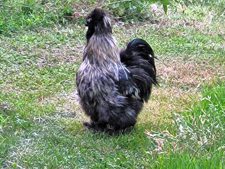 Relais de la poste suite