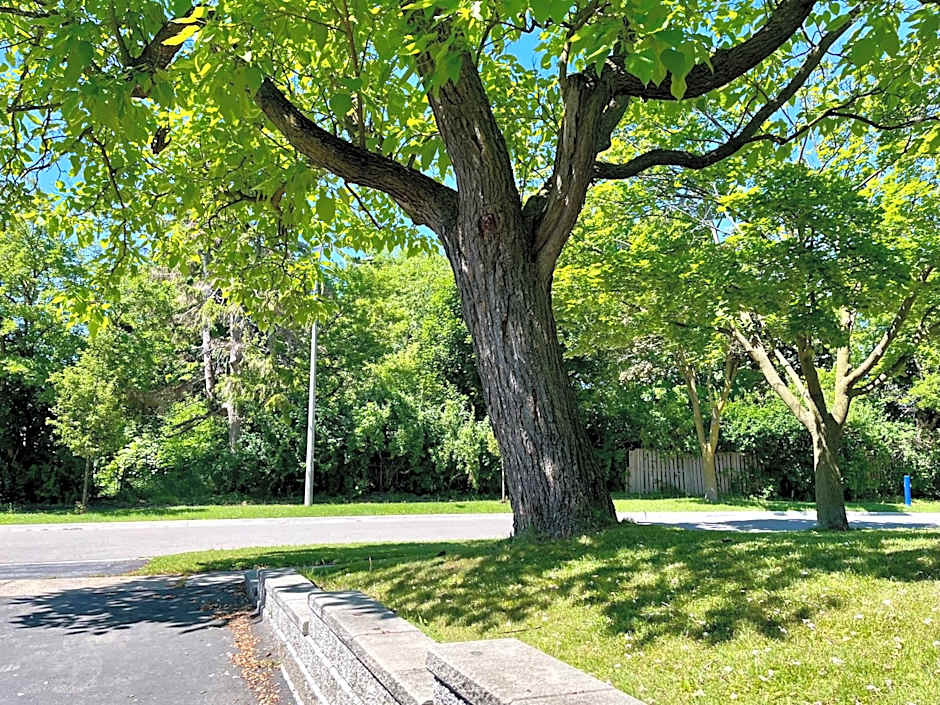 Entire Basement Apartment in Mississauga, Etobicoke