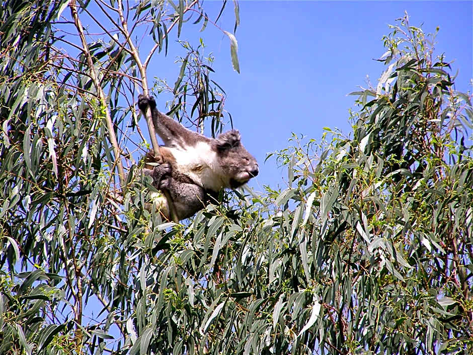 Llarrinda Bed & Breakfast