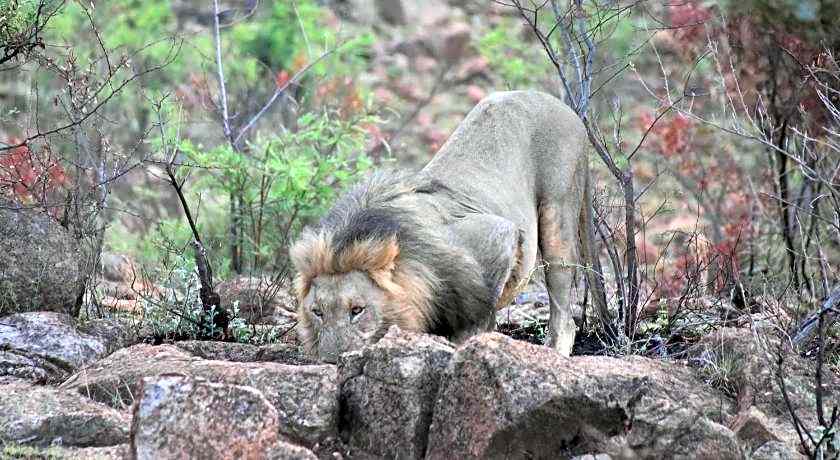 Morokolo Safari Lodge