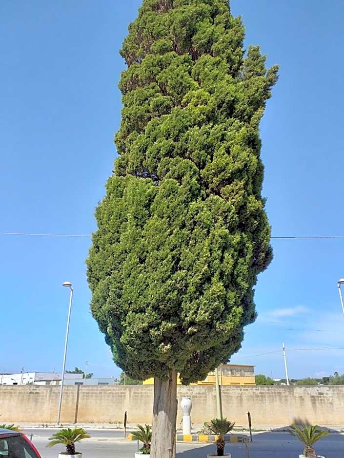 L'Albero bello Holiday