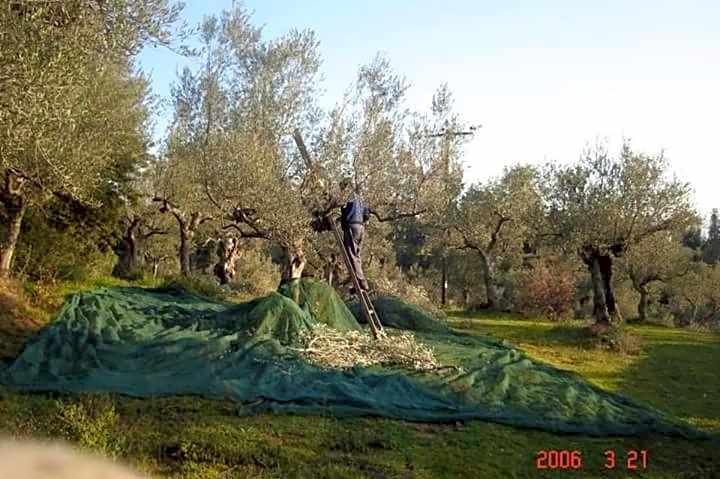 Hellas Palace ROOMS LOFT