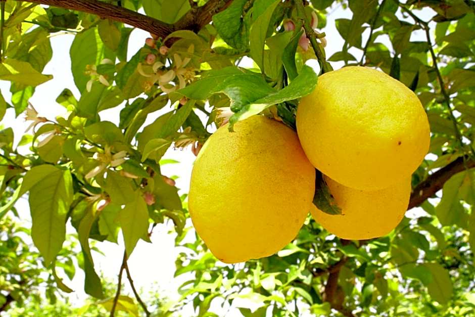 Terra Dei Limoni