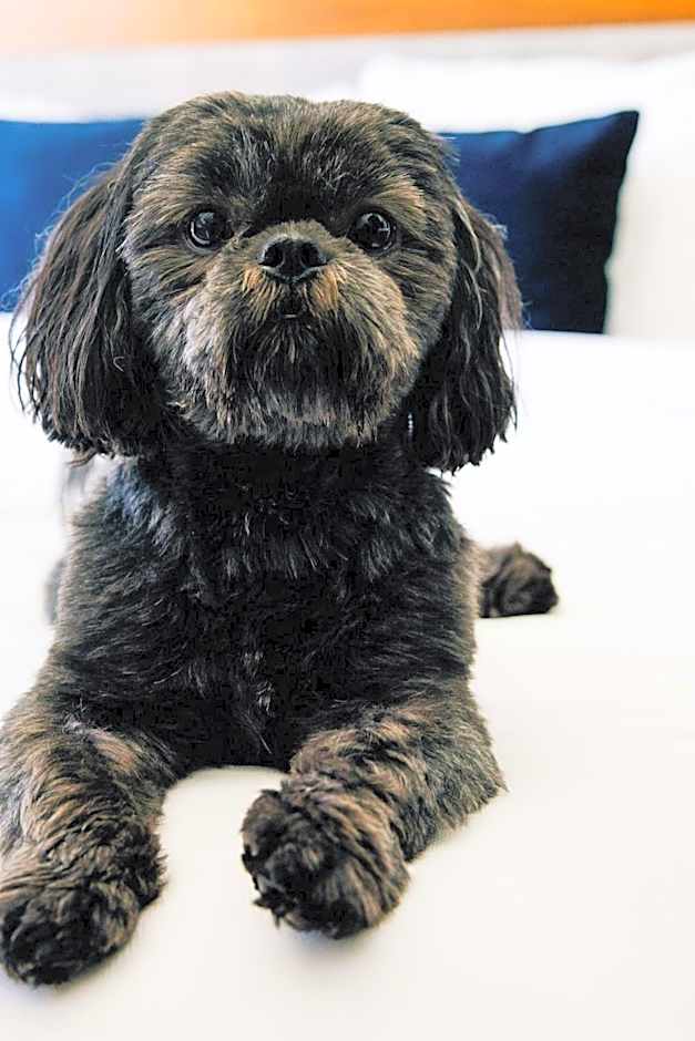 AC Hotel by Marriott Denver Downtown