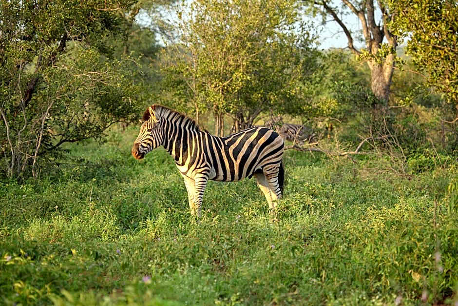 Garonga Safari