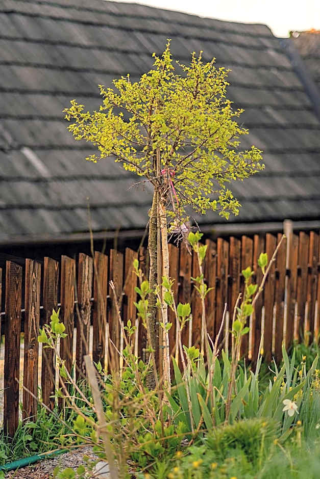 Drevenica Spiaci Goral