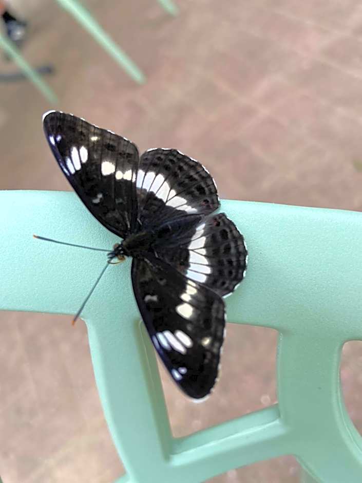 Waldwerk Wurlgrund Lychen