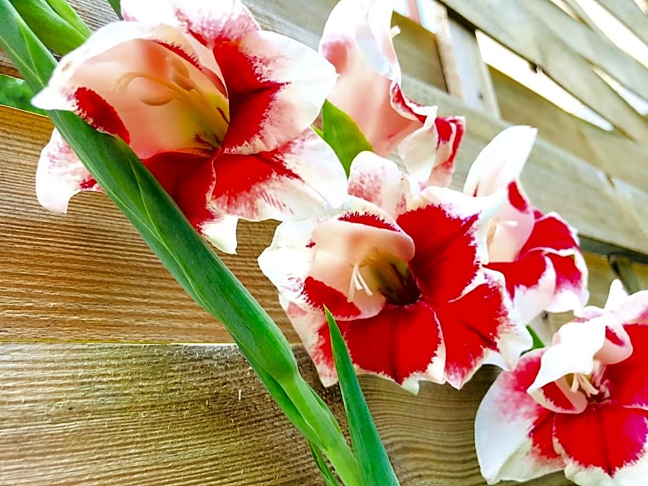 Lotus Oasis I Nature Experience