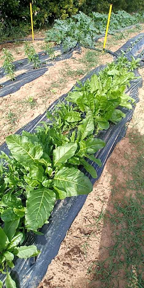 La Piana degli Ulivi