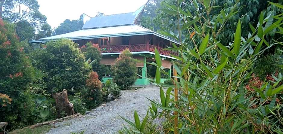 Green Forest Tangkahan