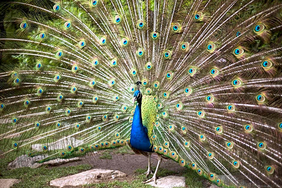 Hotel Marinela Sofia