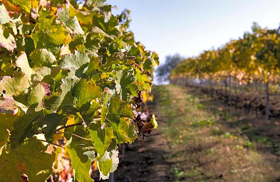 Fattoria Busa dell'Oro