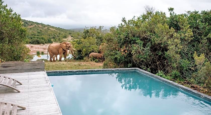 Bukela Game Lodge - Amakhala Game Reserve