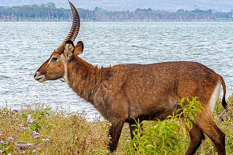 Muthu Lake Naivasha Country Club, Naivasha