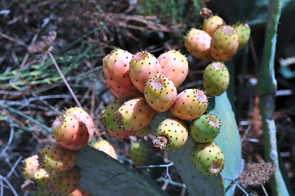 Villa Flavia - Adults Only