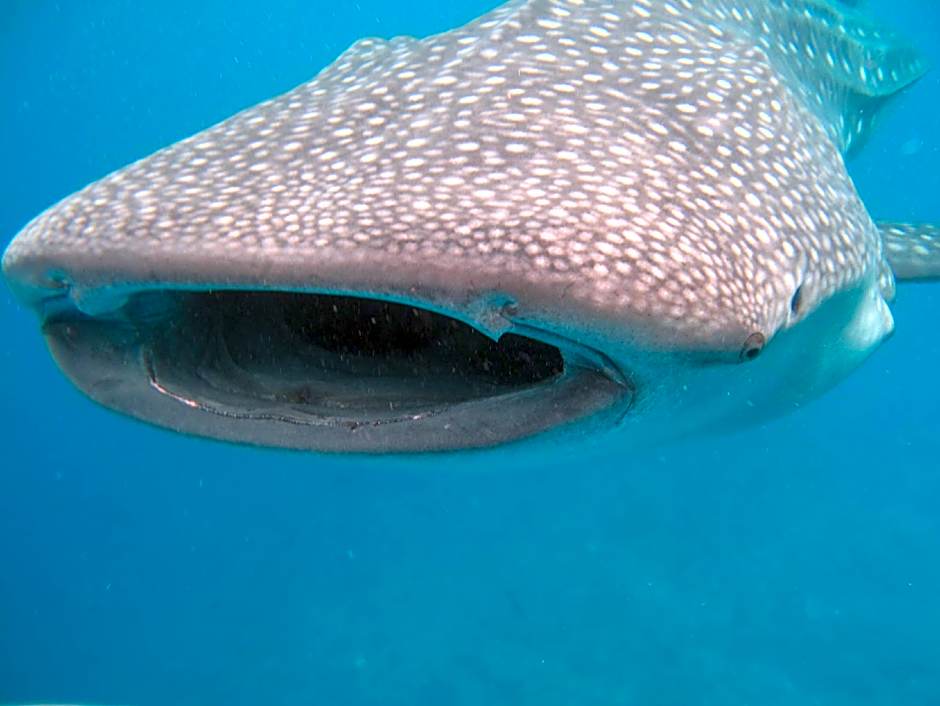 Stingray Beach Inn at Maafushi