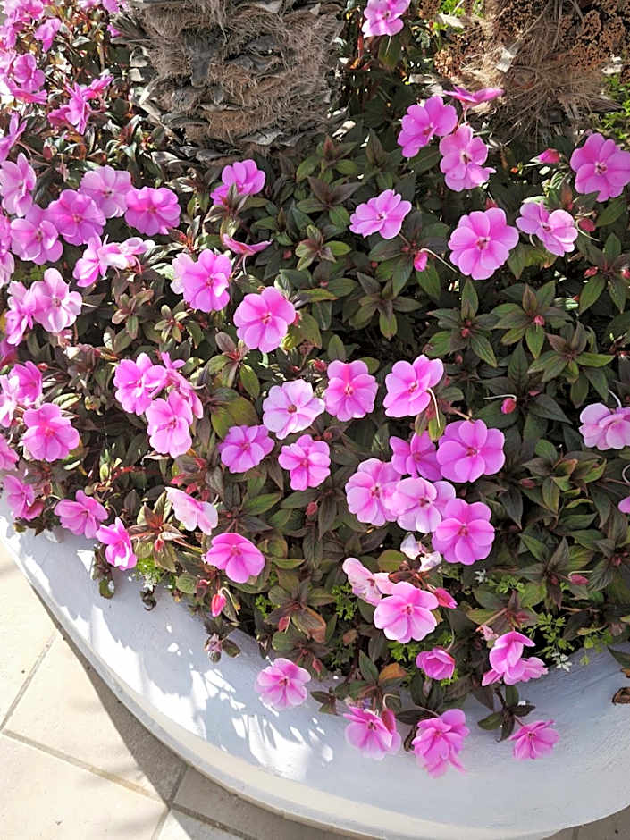 Hotel e Residence Il Faro Acciaroli