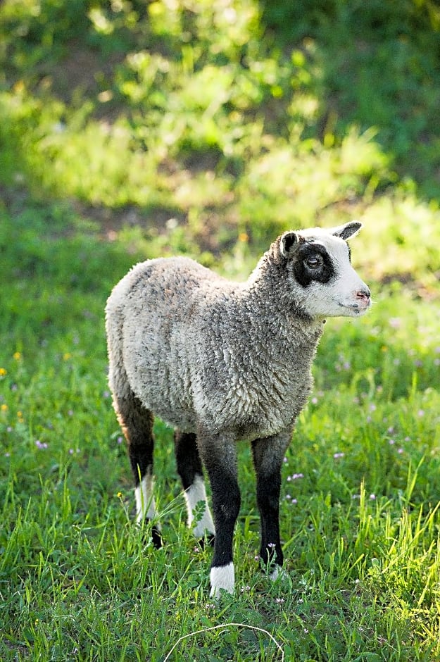 Rêves de Moutons