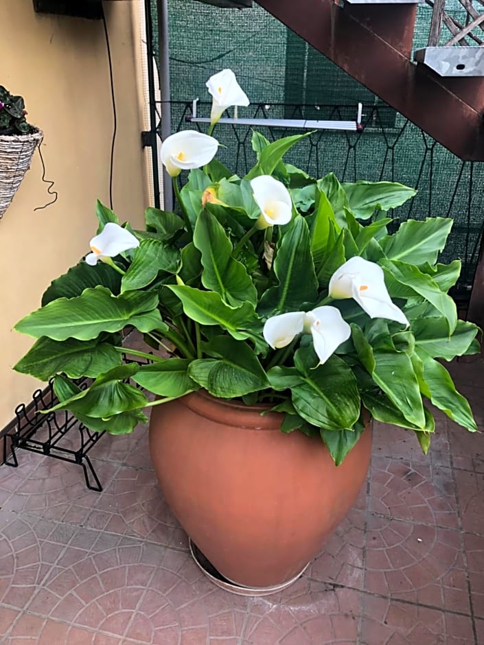 La Terrazza Appartamento turisctico Agata