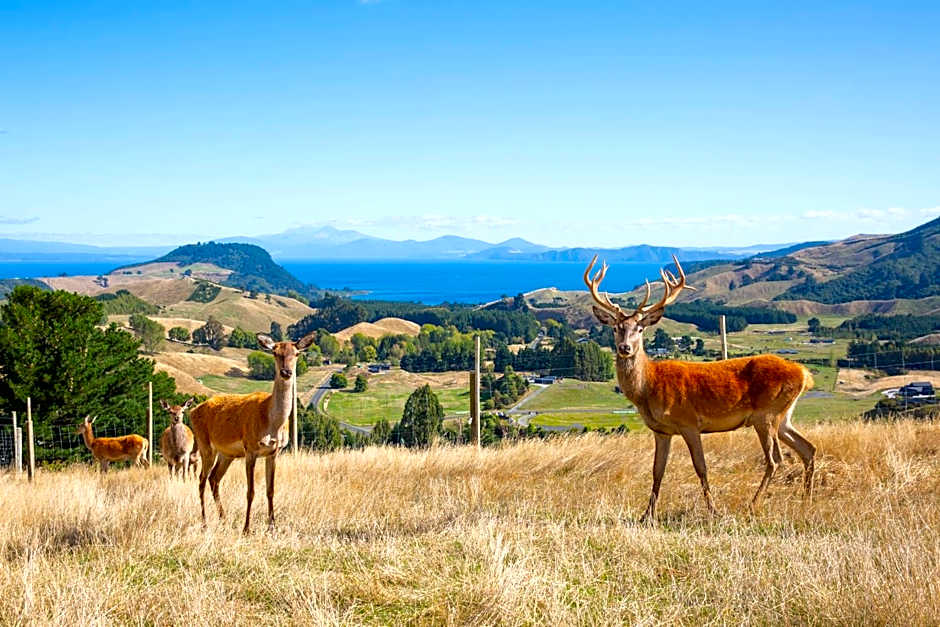 Hilltop Whakaipo Estate