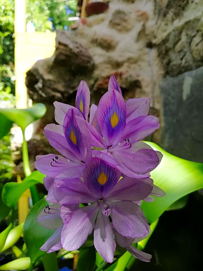 Mayan Bungalow Near Chichén