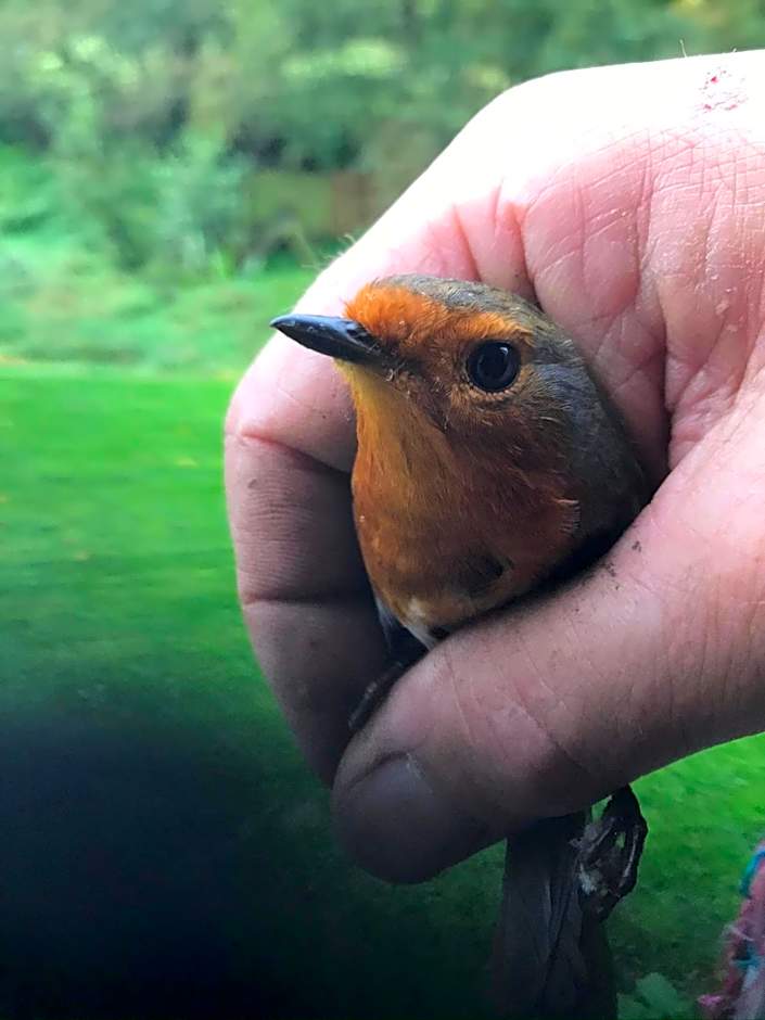 Shepherds Huts Ham Hill, 2 double beds, Bathroom, Lounge, Diner, Kitchen, LOVE dogs & Cats Looking out to lake and by Ham Hill Country Park plus parking for large vehicles available also great deals on workers long term This is the place to relax and BBQ