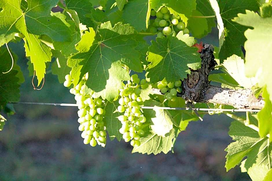 The Carriages Boutique Hotel and Vineyard