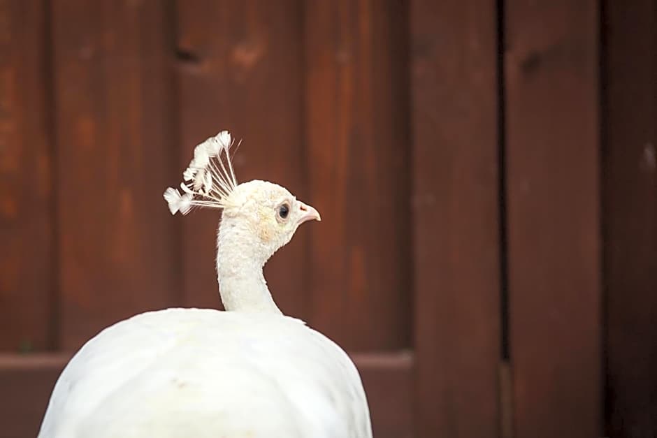 Feniks Agro&Spa Adults Only