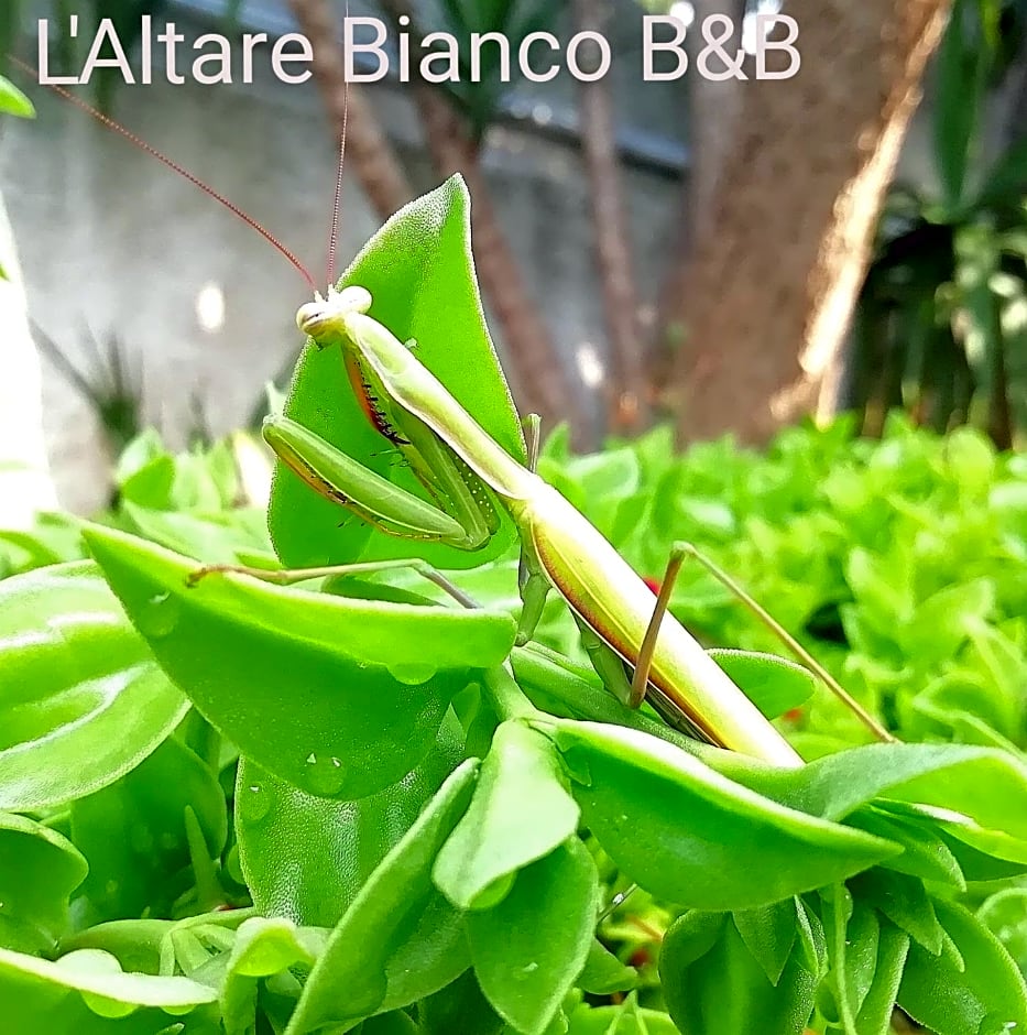 B&B L'Altare Bianco